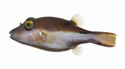 Sharpnose puffer