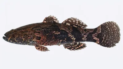 Oxyeleotris marmorata