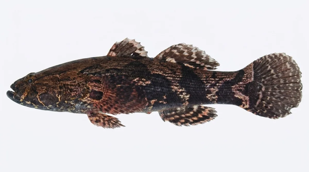 Oxyeleotris marmorata — Oxyeleotris marmorata