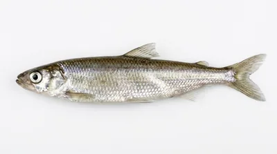 Rainbow smelt