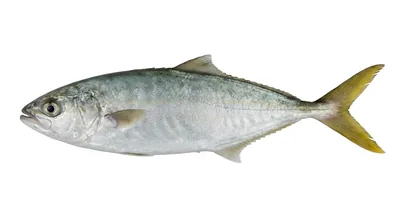 Leatherjacket fish — Oligoplites saurus