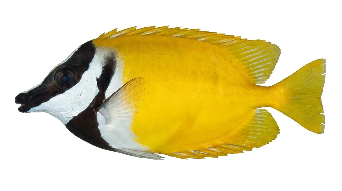 Foxface rabbitfish — Siganus vulpinus