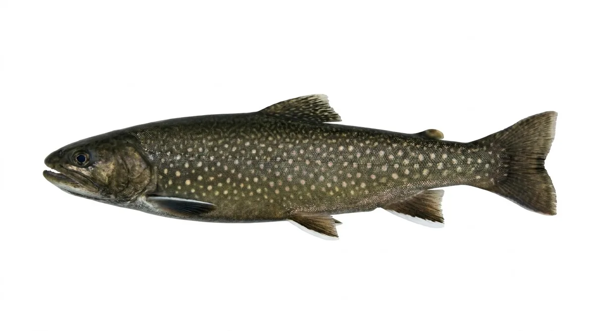 Salvelinus namaycush X Salvelinus fontinalis — Salvelinus namaycush X Salvelinus fontinalis