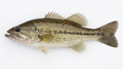 Alabama bass