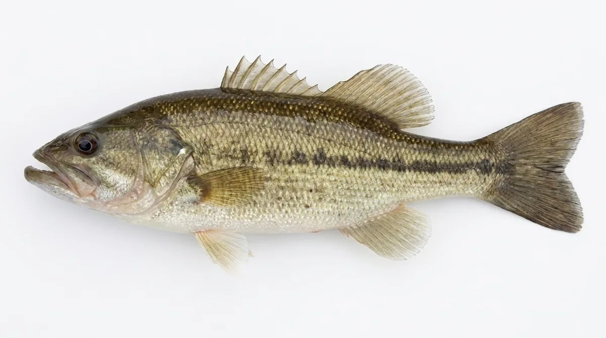 Alabama bass — Micropterus henshalli
