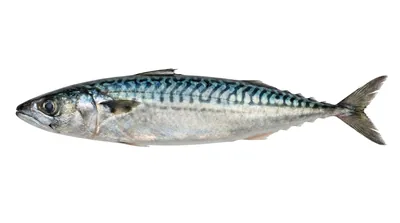 Atlantic mackerel