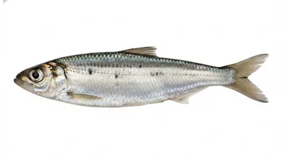 Alewife