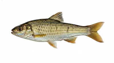 Striped shiner