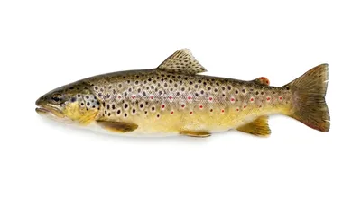 Brown trout