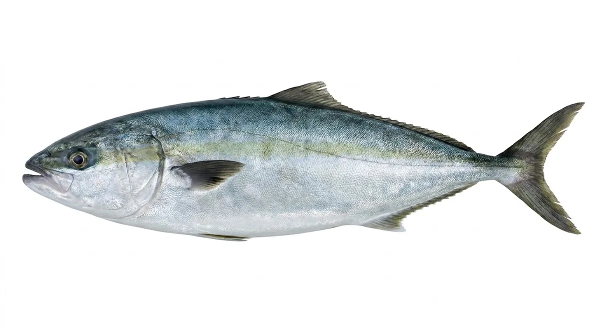 Yellowtail amberjack — Seriola lalandi