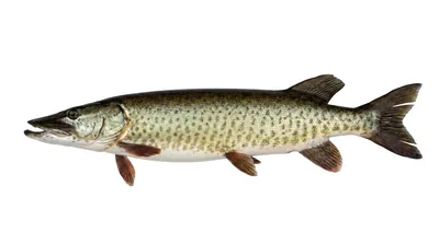 Muskellunge