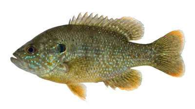 Green sunfish