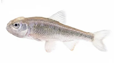 Common shiner