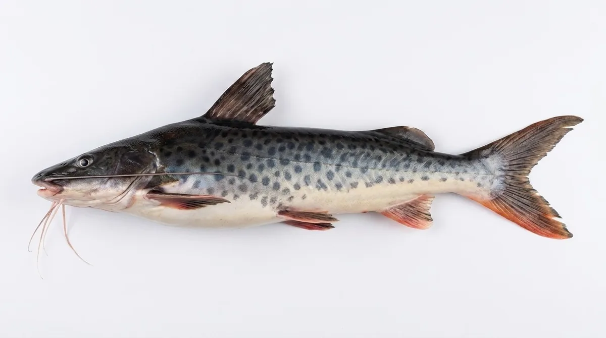 Patí — Luciopimelodus pati