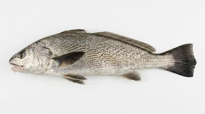 California corbina