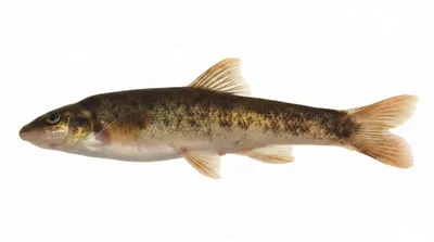 Longnose dace