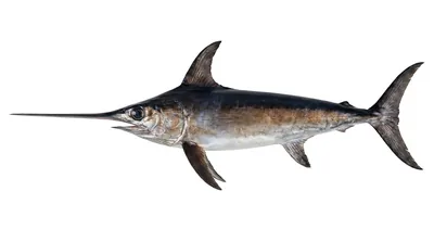 Swordfish — Xiphias gladius