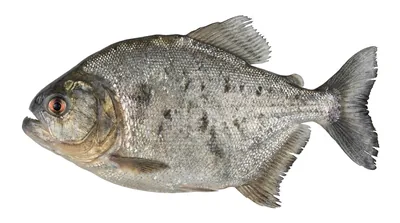 Redeye piranha