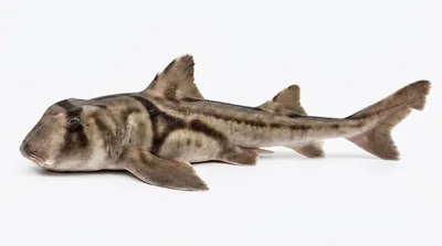 Port Jackson shark