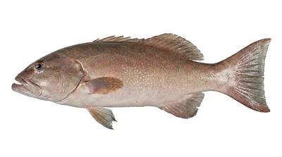 Leopard coral grouper