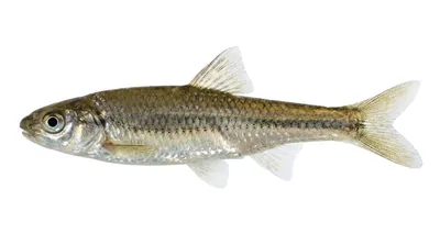 Sand shiner