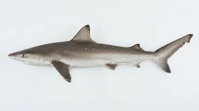 Atlantic sharpnose shark