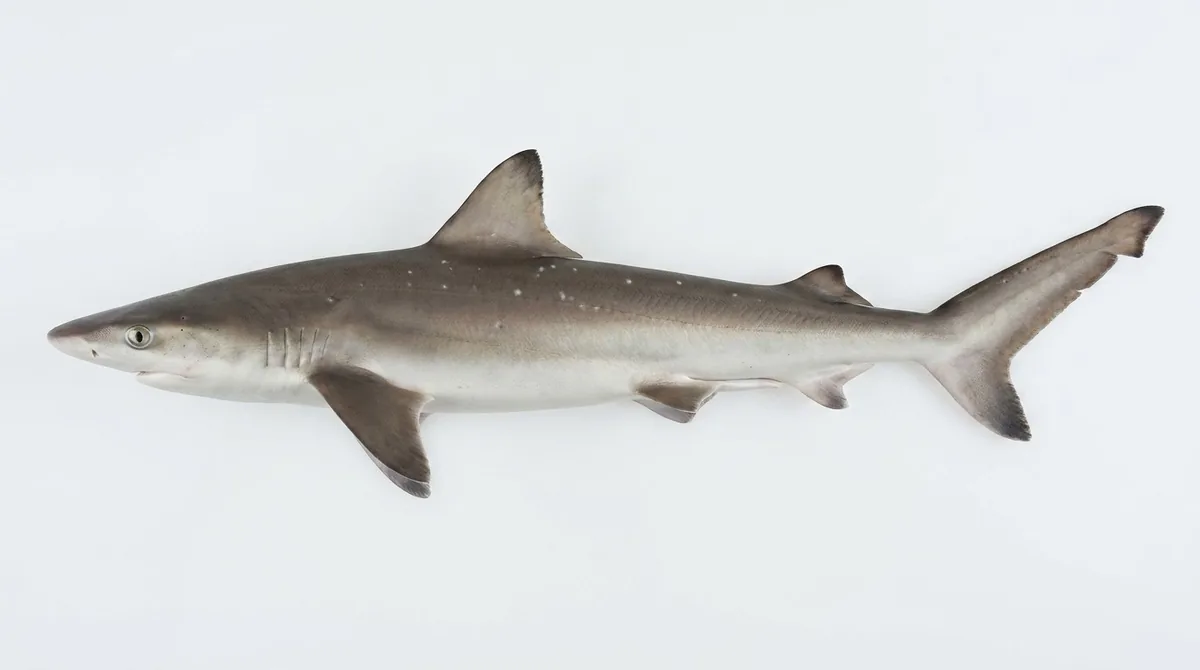Atlantic sharpnose shark — Rhizoprionodon terraenovae