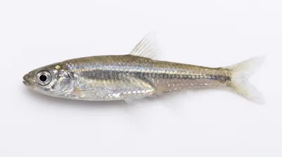 Emerald shiner