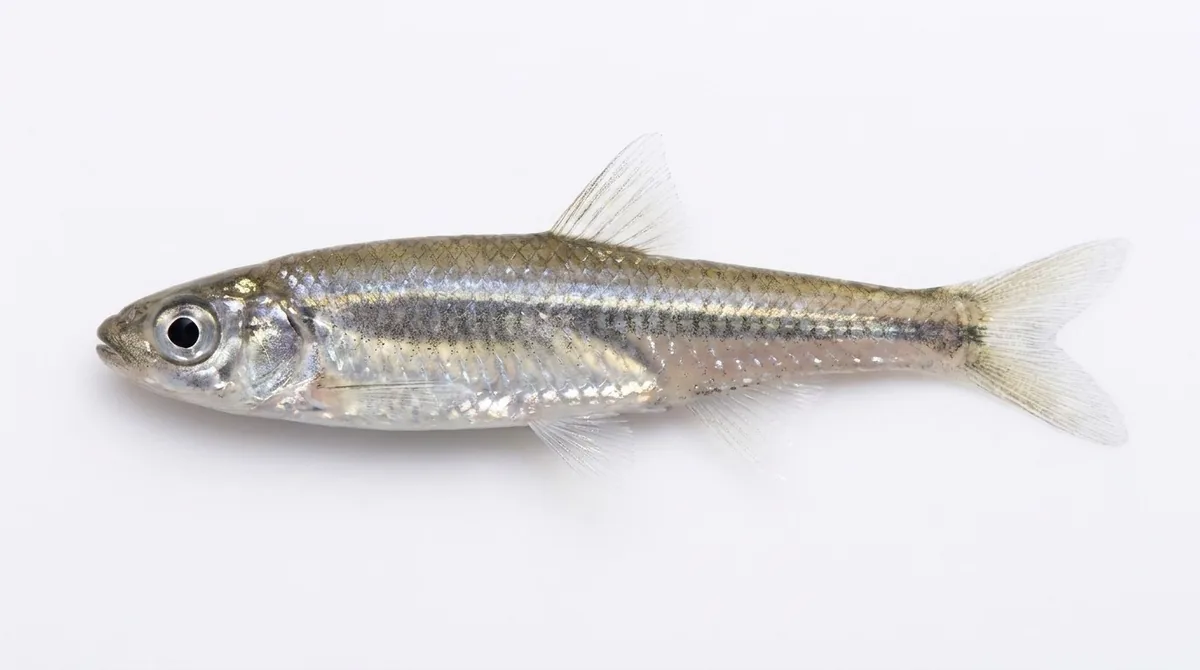 Emerald shiner — Notropis atherinoides