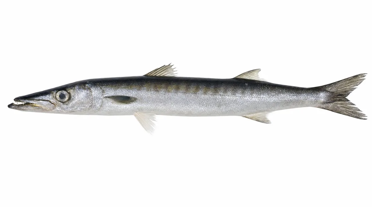Guachanche barracuda — Sphyraena guachancho