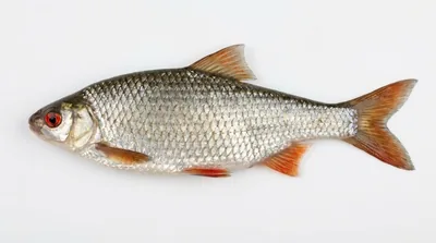 Common roach
