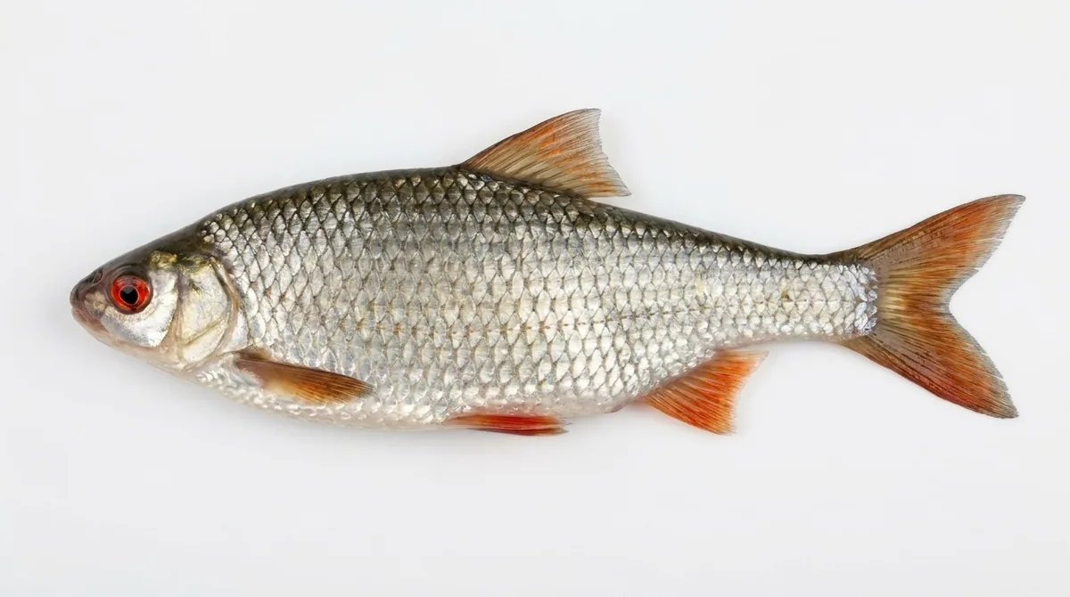 Common roach — Rutilus rutilus