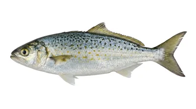 Western Australian salmon