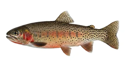 Westslope cutthroat trout