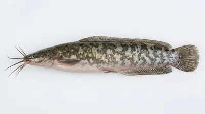 Blunt-toothed African catfish