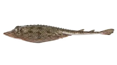 Thornback ray