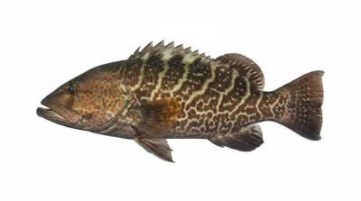 Tiger grouper
