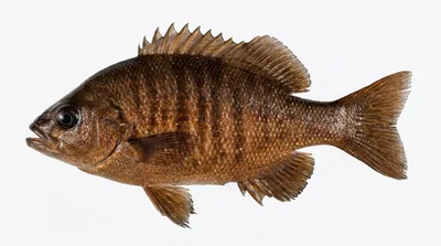 Black perch