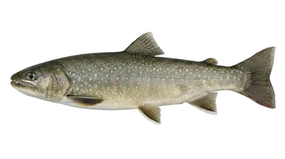 Bull trout