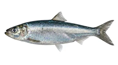 Atlantic herring