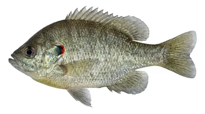 Redear sunfish