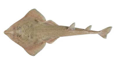 Lesser guitarfish