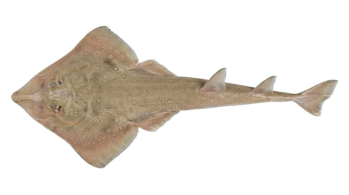 Lesser guitarfish — Acroteriobatus annulatus