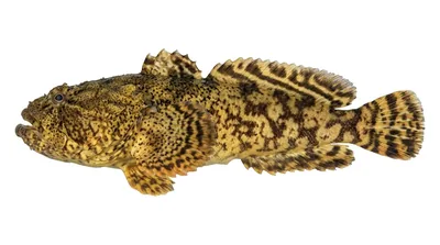 Oyster toadfish — Opsanus tau