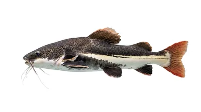 Redtail catfish