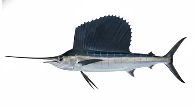 Atlantic sailfish