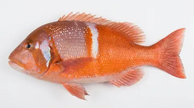 Roman seabream — Chrysoblephus laticeps