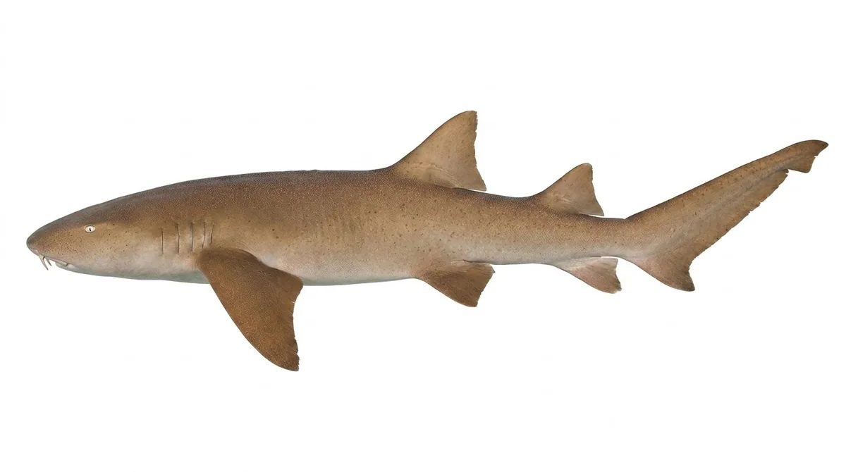 Tawny nurse shark — Nebrius ferrugineus