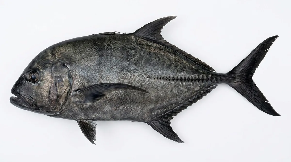 Black jack — Caranx lugubris