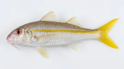 Yellow goatfish